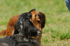 paw_meeting_A-078_thumb.png