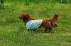 paw_meeting_A-079_thumb.png