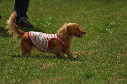paw_meeting_A-080.jpg