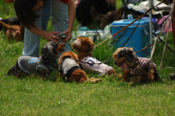 paw_meeting_A-081.jpg