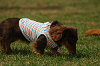 paw_meeting_A-083_thumb.png