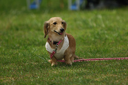 paw_meeting_A-084.jpg