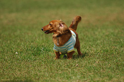 paw_meeting_A-085.jpg