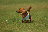 paw_meeting_A-085_thumb.png