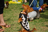 paw_meeting_A-087_thumb.png