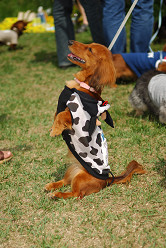 paw_meeting_A-088.jpg