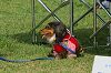 paw_meeting_A-113_thumb.png
