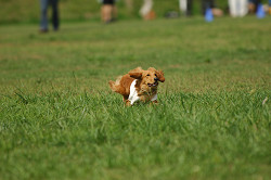 paw_meeting_A-119.jpg