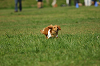 paw_meeting_A-119_thumb.png