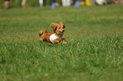 paw_meeting_A-120.jpg