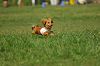 paw_meeting_A-120_thumb.png
