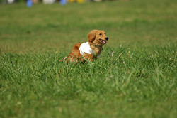 paw_meeting_A-121.jpg
