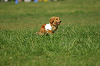 paw_meeting_A-121_thumb.png