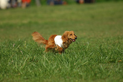 paw_meeting_A-122.jpg