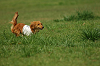 paw_meeting_A-123_thumb.png