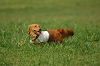 paw_meeting_A-127_thumb.png