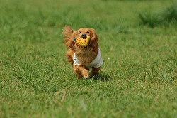 paw_meeting_A-128.jpg