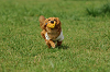 paw_meeting_A-128_thumb.png