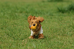 paw_meeting_A-129.jpg
