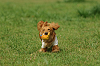 paw_meeting_A-129_thumb.png