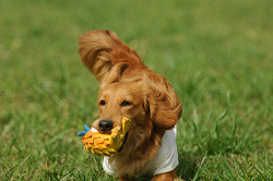 paw_meeting_A-134.jpg