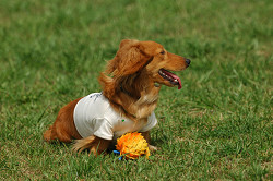 paw_meeting_A-135.jpg