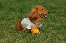 paw_meeting_A-136.jpg