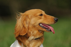 paw_meeting_A-137.jpg