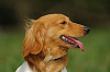 paw_meeting_A-137_thumb.png
