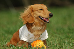 paw_meeting_A-138.jpg