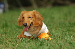 paw_meeting_A-139.jpg