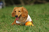 paw_meeting_A-139_thumb.png