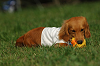 paw_meeting_A-141_thumb.png
