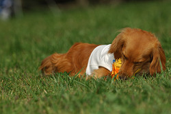 paw_meeting_A-142.jpg