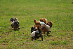 paw_meeting_A-144.jpg