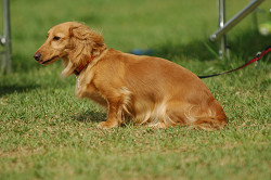 paw_meeting_A-146.jpg