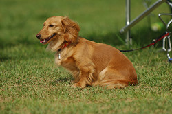 paw_meeting_A-147.jpg