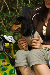 paw_meeting_A-149.jpg