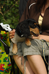 paw_meeting_A-150.jpg