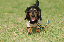 paw_meeting_A-153.jpg