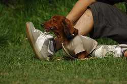 paw_meeting_A-154.jpg