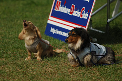 paw_meeting_A-155.jpg