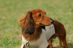 paw_meeting_A-156.jpg
