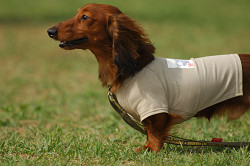 paw_meeting_A-157.jpg