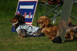 paw_meeting_A-158.jpg