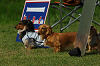 paw_meeting_A-159_thumb.png
