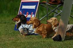 paw_meeting_A-160.jpg