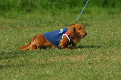 paw_meeting_A-162.jpg