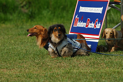 paw_meeting_A-164.jpg