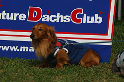 paw_meeting_A-166.jpg